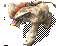 Զѩ